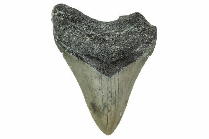 Serrated, Juvenile Megalodon Tooth - North Carolina #338515